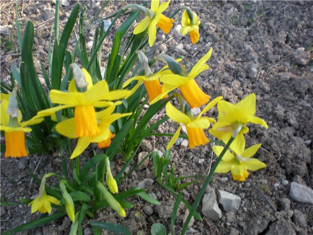 narcis